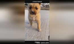 可爱狗狗视频,狗狗视频里的欢乐时光